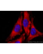 CoraLite®594-conjugated TPI1 Monoclonal antibody CL594-67515 proteintech