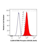 CoraLite®594-conjugated Phospho-GSK3B (Ser9) Monoclonal antibody CL594-67558 proteintech