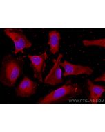 CoraLite®594-conjugated DNM2 Monoclonal antibody CL594-68209 proteintech