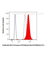 CoraLite®594-conjugated Phospho-STAT5A (Ser726)/STAT5B (Ser731) Recombinant monoclonal antibody CL594-80138-2 proteintech