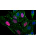 CoraLite®594-conjugated Geminin Recombinant monoclonal antibody CL594-84199-2 proteintech