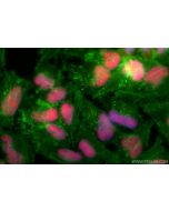 CoraLite®594-conjugated FEN1 Recombinant monoclonal antibody CL594-84916-5 proteintech