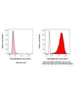 CoraLite®594 Anti-GGGGS Linker Rabbit Recombinant Antibody CL594-98262 proteintech