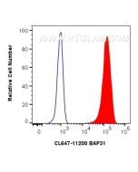 CoraLite® Plus 647-conjugated BAP31 Polyclonal antibody CL647-11200 proteintech