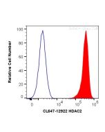 CoraLite® Plus 647-conjugated HDAC2 Polyclonal antibody CL647-12922 proteintech