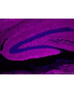 CoraLite® Plus 647-conjugated Synaptophysin Monoclonal antibody CL647-67864 proteintech