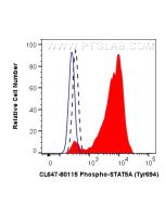 CoraLite® Plus 647-conjugated Phospho-STAT5A (Tyr694)/STAT5B (Tyr699) Recombinant monoclonal antibody CL647-80115 proteintech
