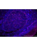 CoraLite® Plus 647-conjugated TMEM173/STING Recombinant monoclonal antibody CL647-80165 proteintech