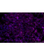 CoraLite® Plus 647-conjugated CD80 Recombinant monoclonal antibody CL647-83198-4 proteintech