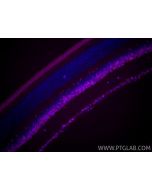 CoraLite® Plus 647-conjugated PAX6 Recombinant monoclonal antibody CL647-84345-5 proteintech