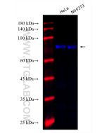 CoraLite® Plus 750-conjugated KAT2A/GCN5 Monoclonal antibody CL750-66575 proteintech