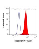 CoraLite® Plus 750-conjugated MYL7 Recombinant monoclonal antibody CL750-81570 proteintech
