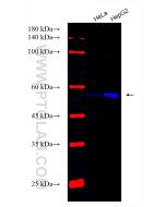 CoraLite® Plus 750-conjugated RILP Recombinant monoclonal antibody CL750-82996-4 proteintech
