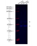 CoraLite® Plus 750-conjugated SHBG Recombinant monoclonal antibody CL750-83096 proteintech