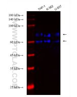 CoraLite® Plus 750-conjugated TNFR2/CD120b Recombinant monoclonal antibody CL750-83101 proteintech