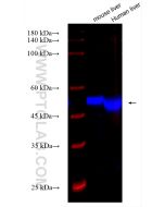 CoraLite® Plus 750-conjugated FMO1 Recombinant monoclonal antibody CL750-83156-3 proteintech