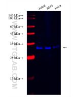 CoraLite® Plus 750-conjugated IFI35 Recombinant monoclonal antibody CL750-83160-4 proteintech