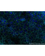 CoraLite® Plus 750-conjugated EPCAM/CD326 Recombinant monoclonal antibody CL750-84073-6 proteintech