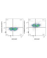 PerCP Anti-Mouse IFN-beta Rabbit Recombinant Antibody CP-98082 proteintech