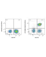 PerCP-Cyanine5.5 Anti-Human CD4 (OKT4) Mouse IgG2a Recombinant Antibody CPY5-65603 proteintech
