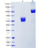 Recombinant Mouse CD28 protein (rFc Tag) Eg1408 proteintech