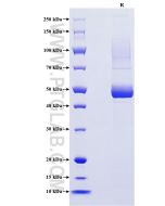 Recombinant Mouse BAFF/TNFSF13B protein (rFc Tag) Eg1555 proteintech