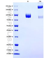 Recombinant Human LILRA2 protein (rFc Tag) Eg1746 proteintech