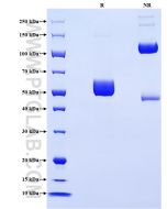 Recombinant Human BTN3A1 protein (rFc Tag) Eg1916 proteintech