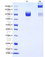 Recombinant Human CD117/c-kit protein (rFc Tag) Eg1992 proteintech