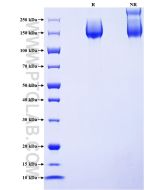Recombinant mouse PTPRJ/CD148 protein Eg2648 proteintech