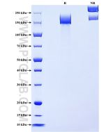 Recombinant Human MRC2 protein (rFc Tag) Eg2653 proteintech