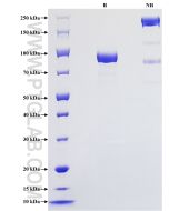 Recombinant Human IGSF8/CD316 protein (rFc Tag) Eg2664 proteintech