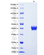 Recombinant Human NRN1L protein (rFc Tag) Eg2688 proteintech