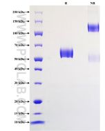 Recombinant Mouse VISTA protein (rFc Tag) Eg2809 proteintech
