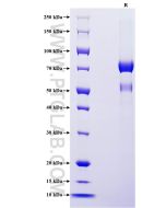 Recombinant Mouse NOV/CCN3 protein (rFc Tag) Eg2856 proteintech