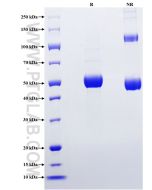Recombinant Mouse Ctf1 protein (rFc Tag) Eg2867 proteintech
