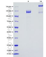 Recombinant Mouse ICAM5 protein (rFc Tag) Eg2868 proteintech