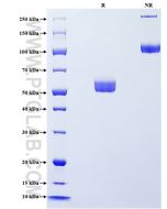 Recombinant Human OLR1/LOX1 protein (rFc Tag) Eg2911 proteintech