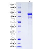 Recombinant Human CD73 protein (rFc Tag) Eg2974 proteintech