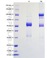 Recombinant Rat Fas Ligand/CD178 protein (rFc Tag) Eg3218 proteintech