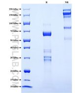 Recombinant Rat t-Plasminogen activator/tPA protein (rFc Tag) Eg3260 proteintech