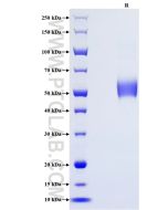 Recombinant Mouse GITR/TNFRSF18 protein (rFc Tag) Eg3695 proteintech