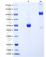 Recombinant Mouse IFN-alpha-7/IFNA7 protein (mFc Tag) Eg3764 proteintech