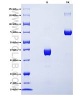 Recombinant Mouse CXCL3 protein (mFc Tag) Eg3868 proteintech