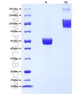 Recombinant Human TDGF1 protein (mFc Tag) Eg3922 proteintech