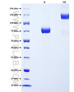 Recombinant Human SIGLEC14 protein (rFc Tag) Eg4178 proteintech