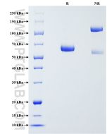 Recombinant Human Fibrinogen Alpha Chain protein (rFc Tag) Eg4643 proteintech