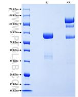 Recombinant Human PGC protein (rFc Tag) Eg4777 proteintech