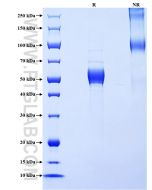 Recombinant Human IL-1F6/IL-36 Alpha protein (rFc Tag) Eg4969 proteintech