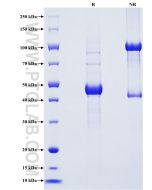 Recombinant Human CRH/CRF protein (rFc Tag) Eg4974 proteintech